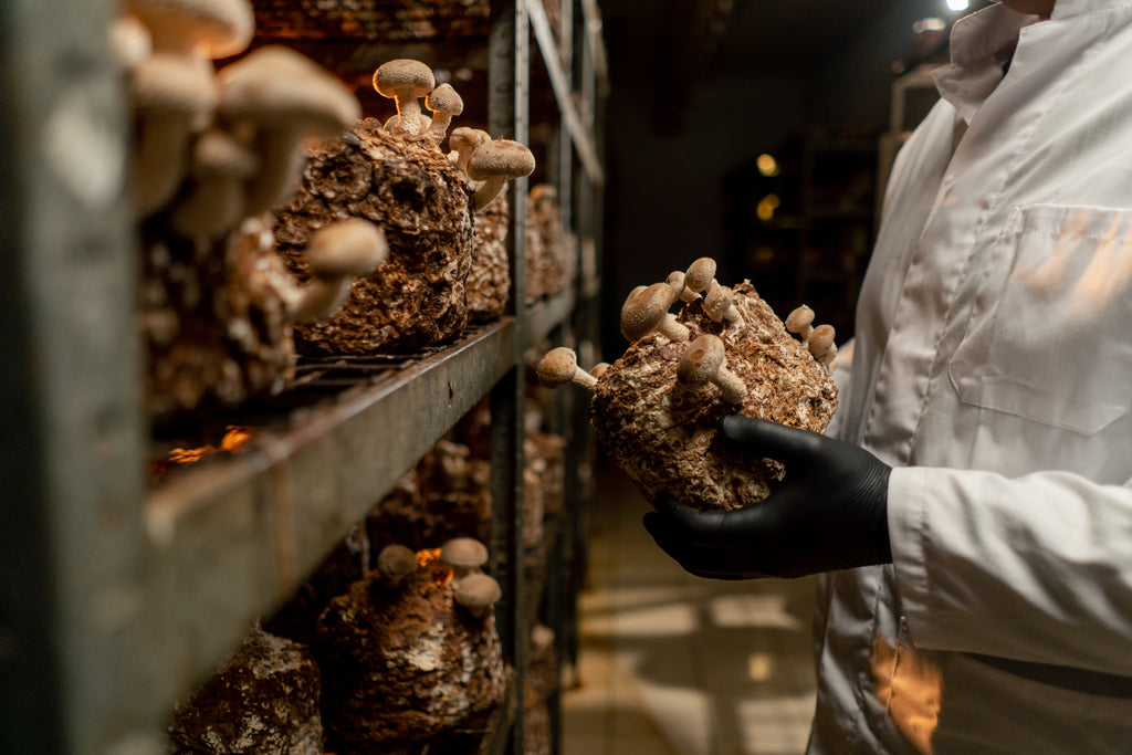 Where We Source Our Mushroom Extracts From