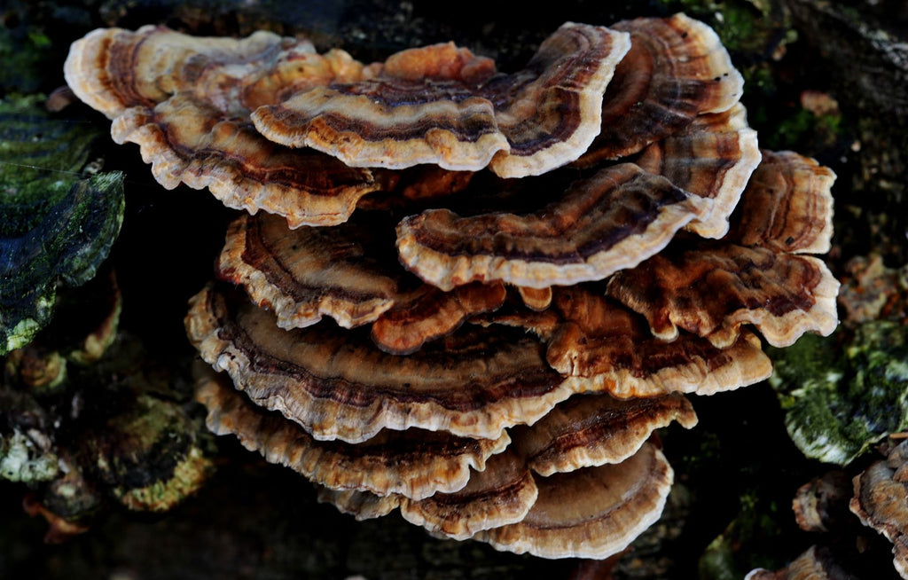 Turkey Tail Mushroom Benefits